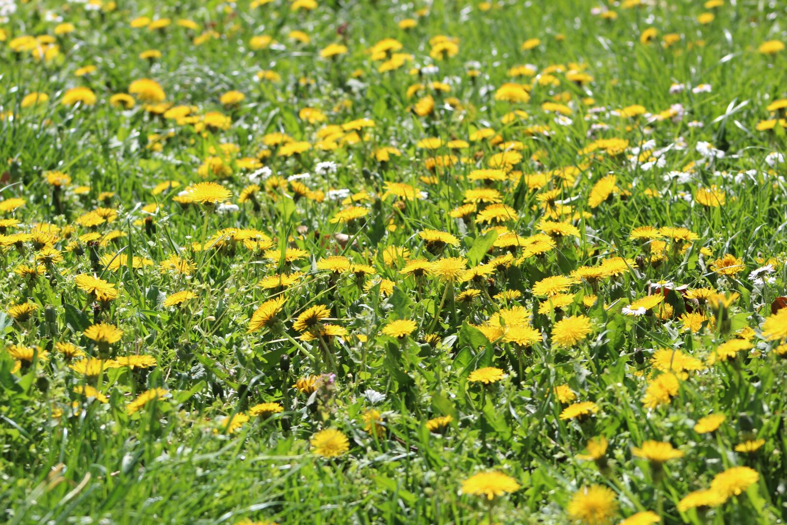 Canon EF75-300mm f/4-5.6 sample photo. Nature, flower, plant photography