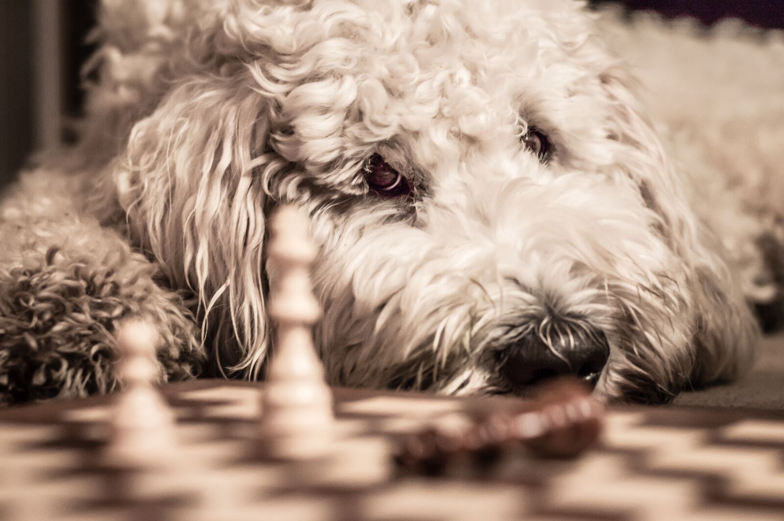 Nikon D3200 sample photo. Goldendoodle, dog, chess game photography