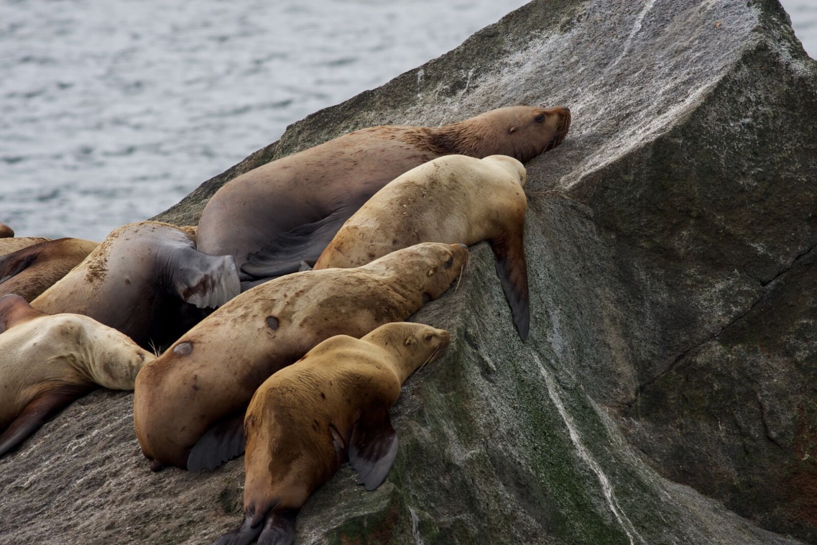 Canon EOS 40D sample photo. Stellar sea lions, rocks photography