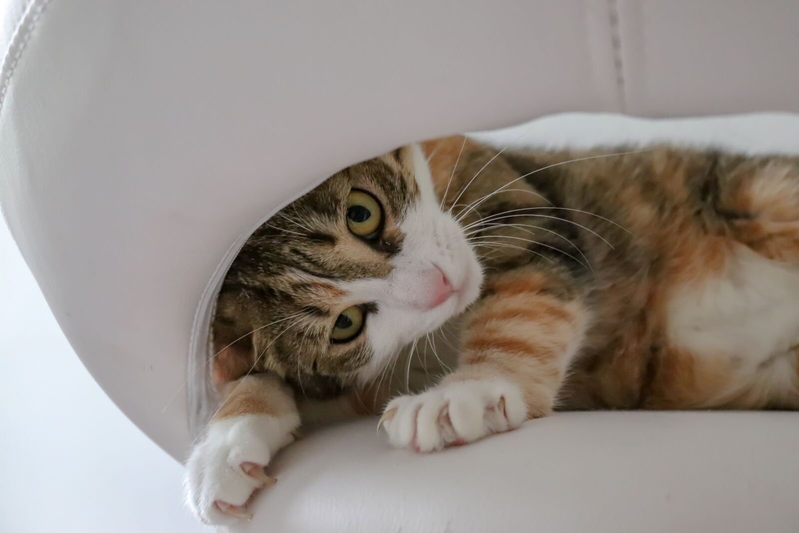 Canon EOS 200D (EOS Rebel SL2 / EOS Kiss X9) sample photo. Cat, view, eyes photography