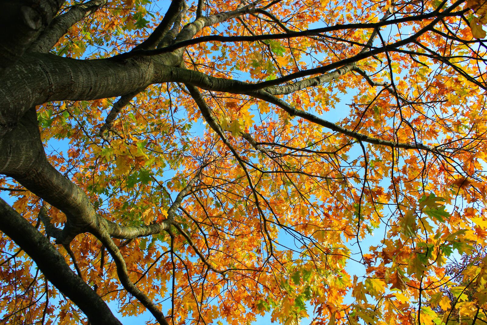 Canon EOS 2000D (EOS Rebel T7 / EOS Kiss X90 / EOS 1500D) sample photo. Tree, autumn, colors photography