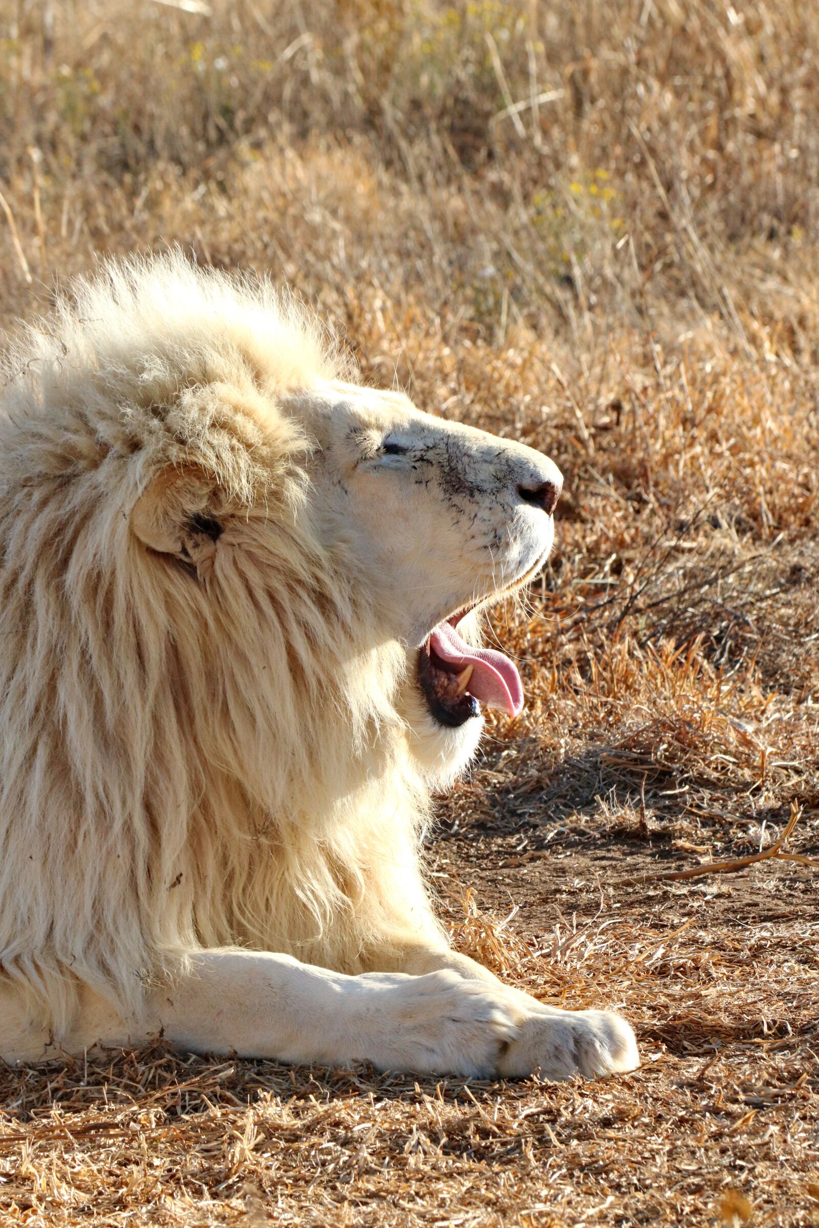 Canon EOS 760D (EOS Rebel T6s / EOS 8000D) sample photo. White lion, portrait, lion photography