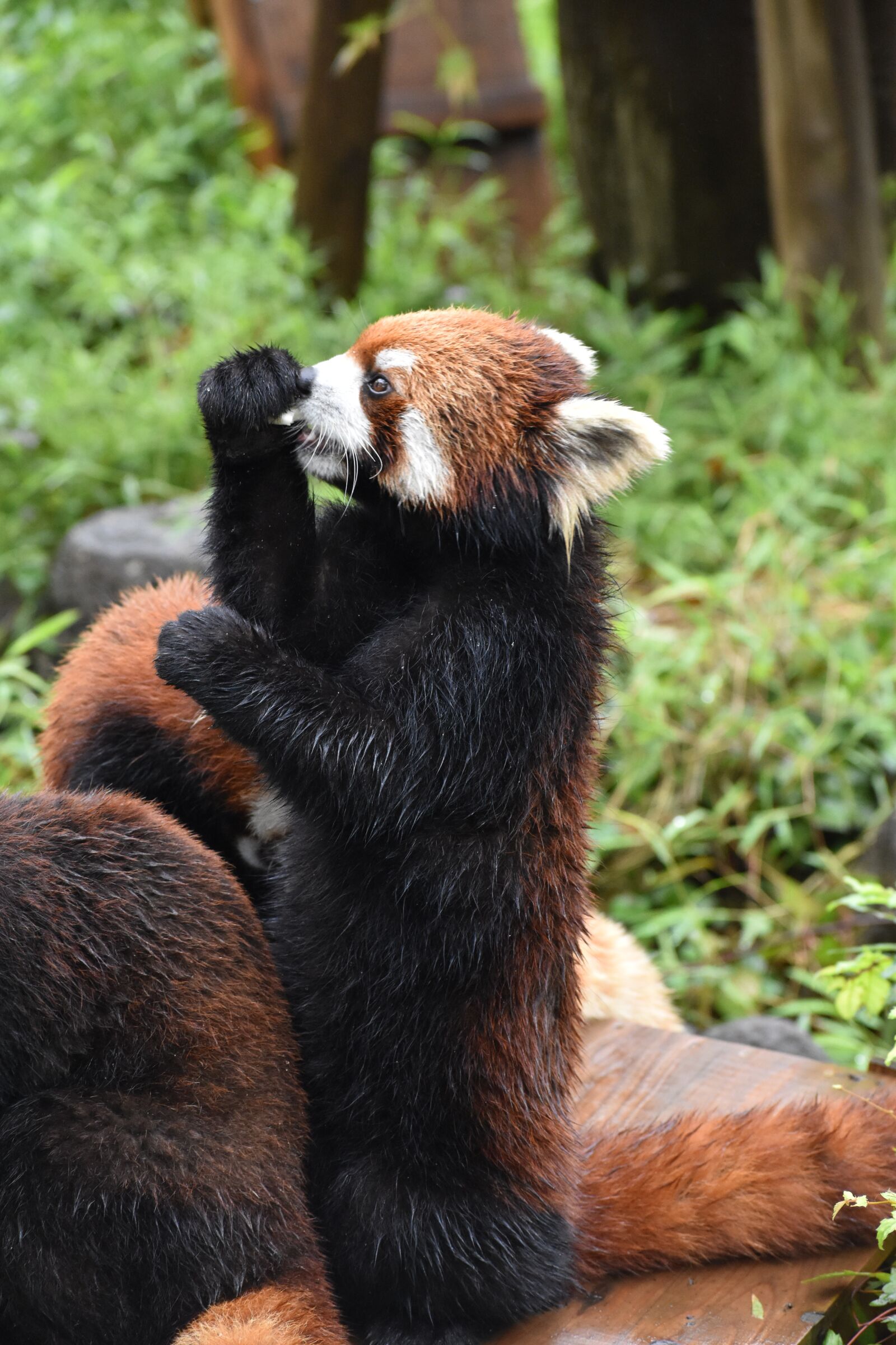 Nikon D5600 sample photo. Animal, zoo, brown photography