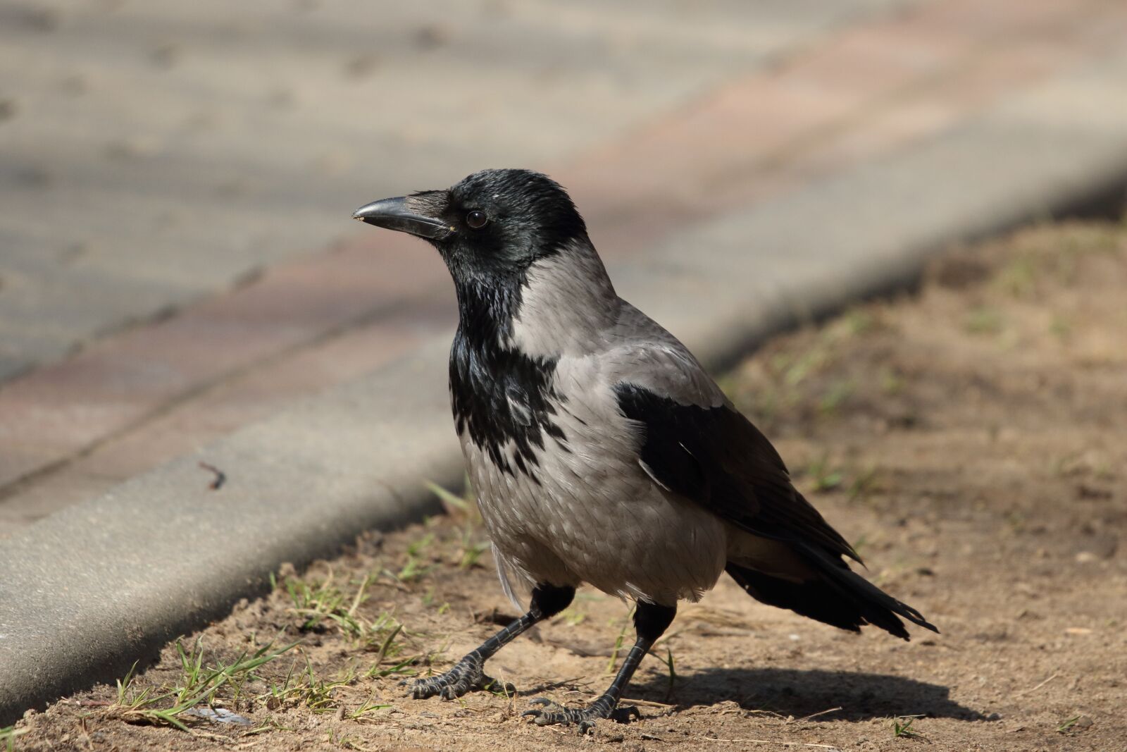 Sigma 100-400mm F5-6.3 DG OS HSM sample photo. Crow, bird, spring photography