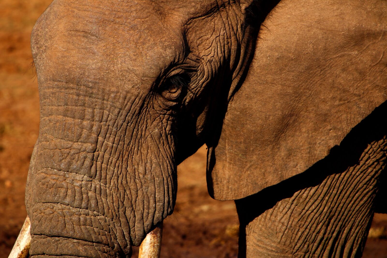 Canon EOS 80D sample photo. Elephant, safari, brown photography