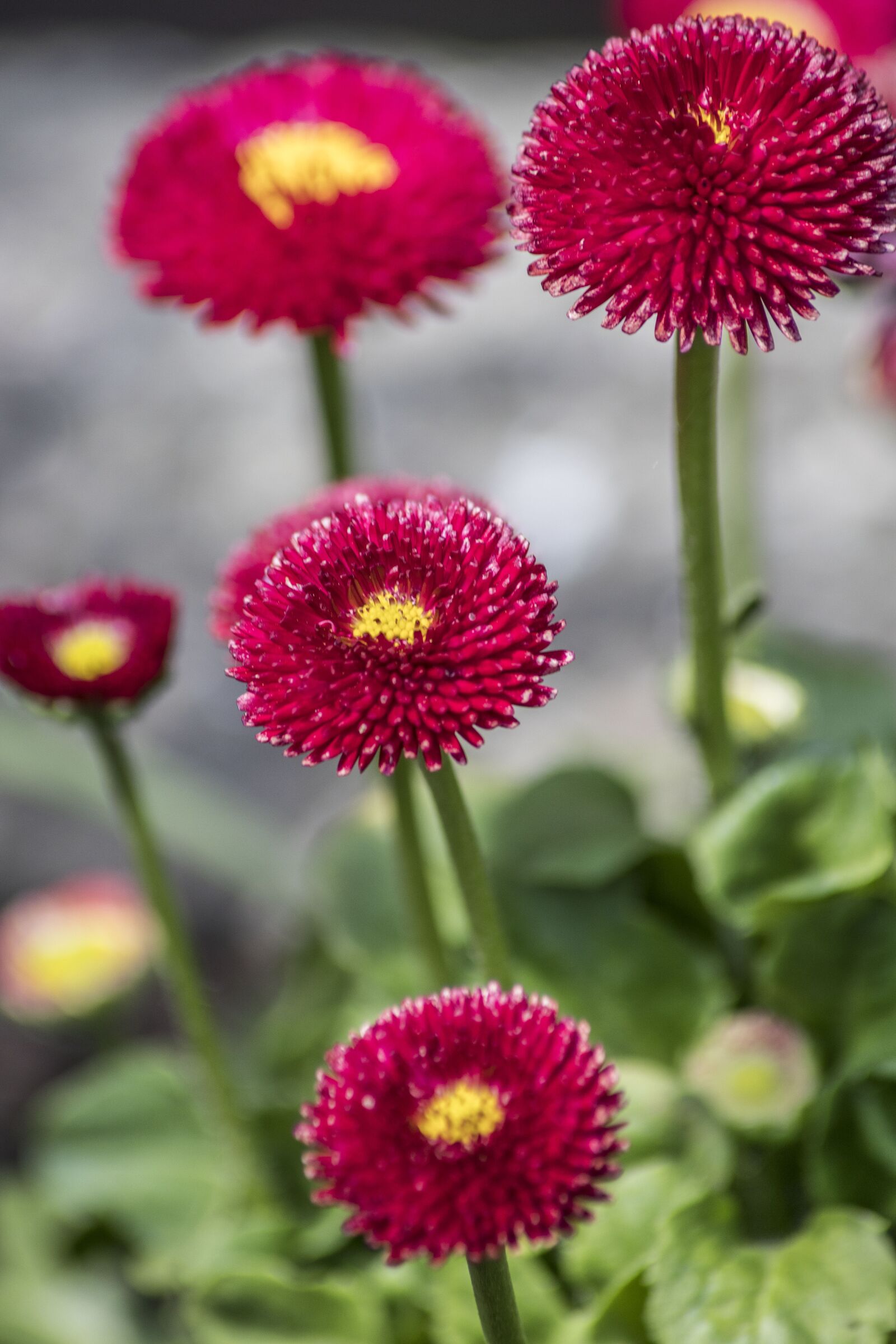 Canon EOS R sample photo. Easter, flowers, spring photography