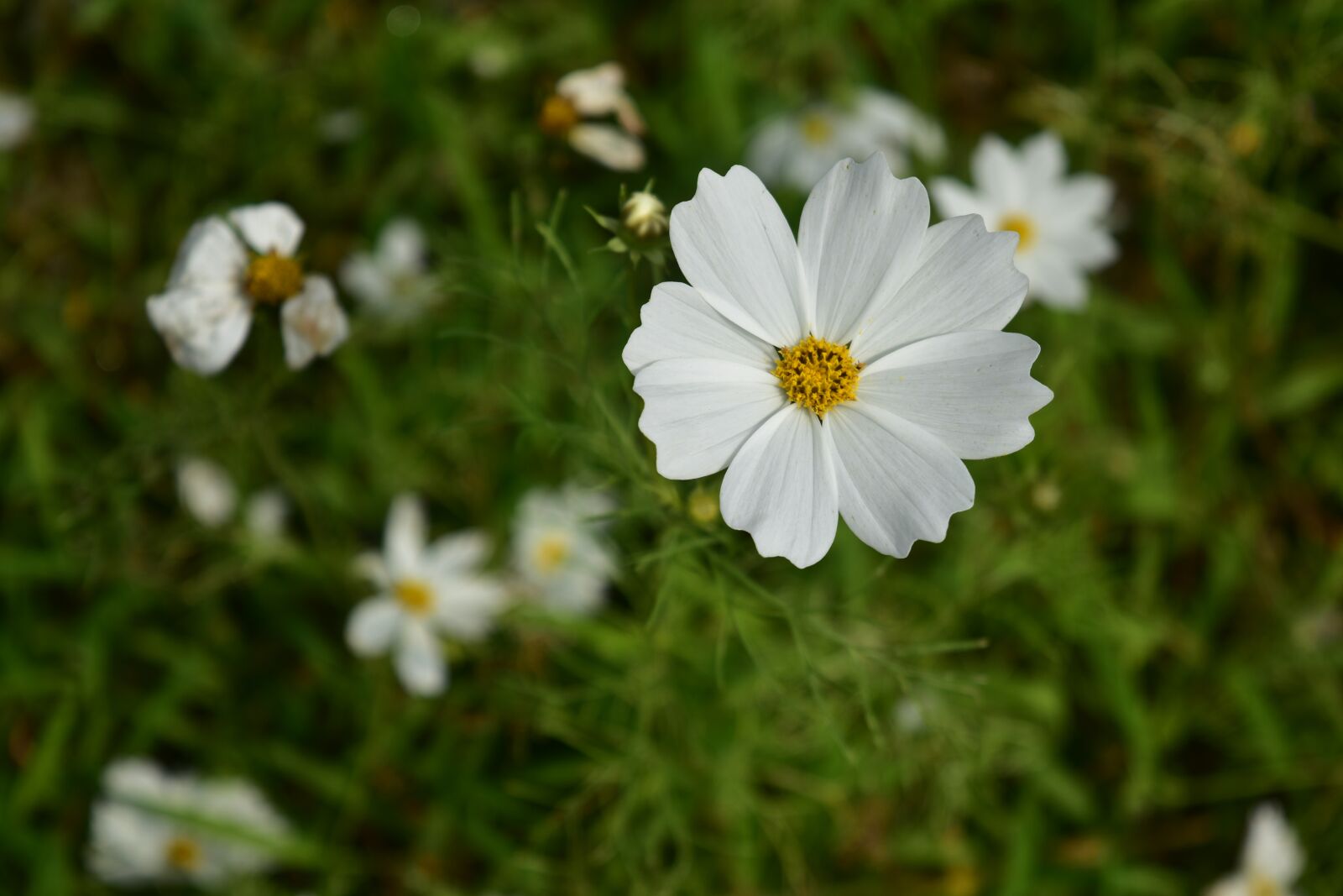 Nikon D5500 sample photo. Flower, wildflowers, white flowers photography