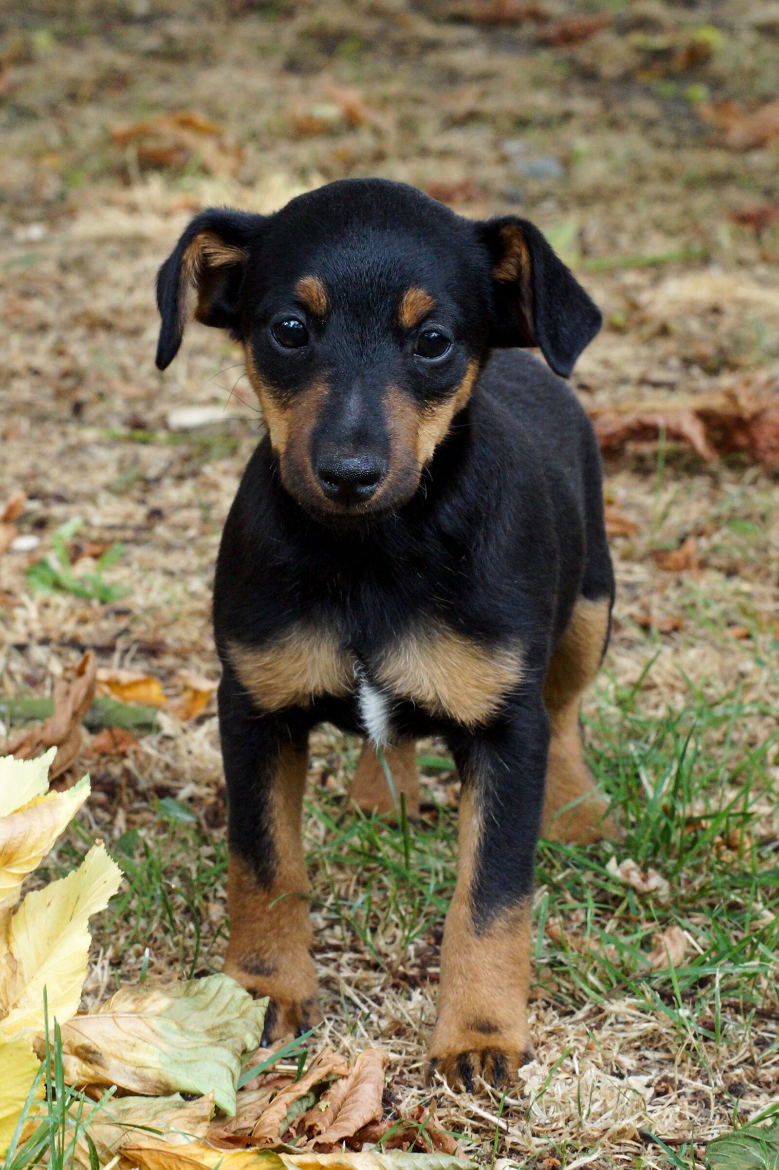 Sony SLT-A58 sample photo. Puppy, dog, small dog photography