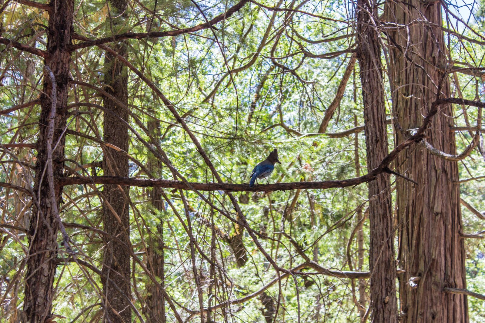 Canon EOS 600D (Rebel EOS T3i / EOS Kiss X5) sample photo. Forest, bird, woodpecker photography