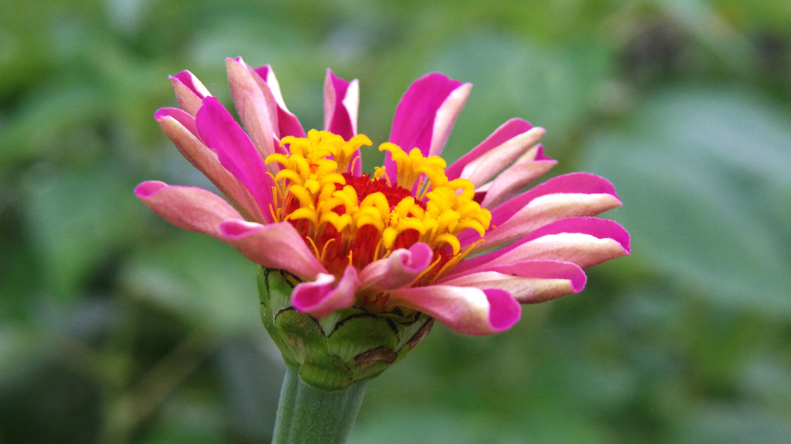 Pentax Q10 sample photo. Flower photography