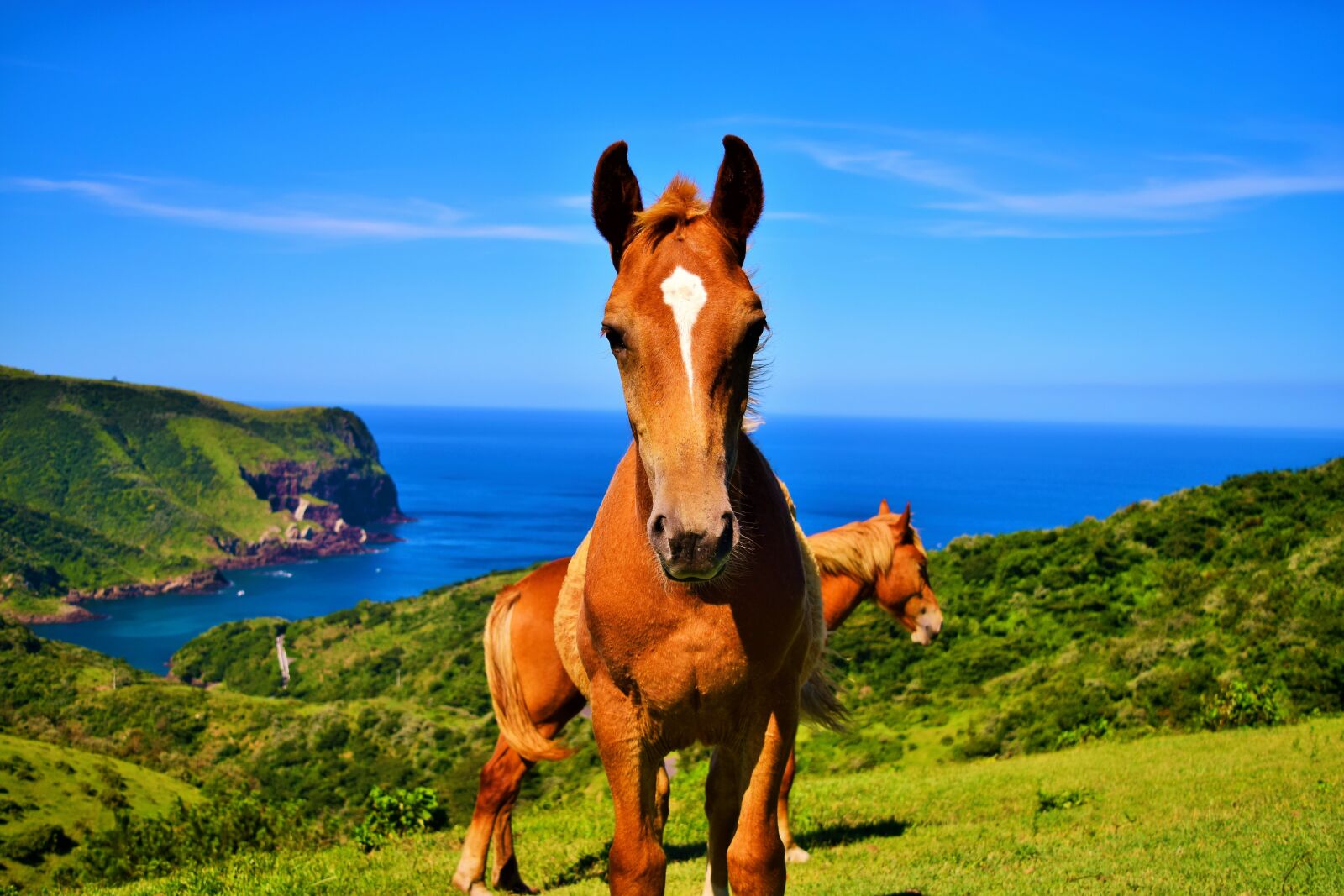 Nikon D3300 sample photo. Oki islands, japan, horses photography