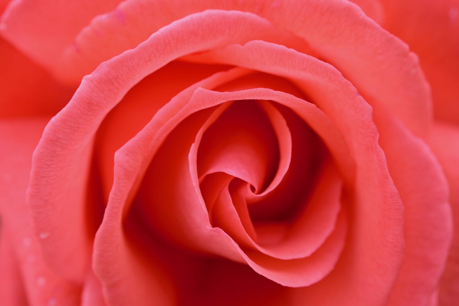 Nikon D5600 sample photo. Flowers, pink, rosebush photography