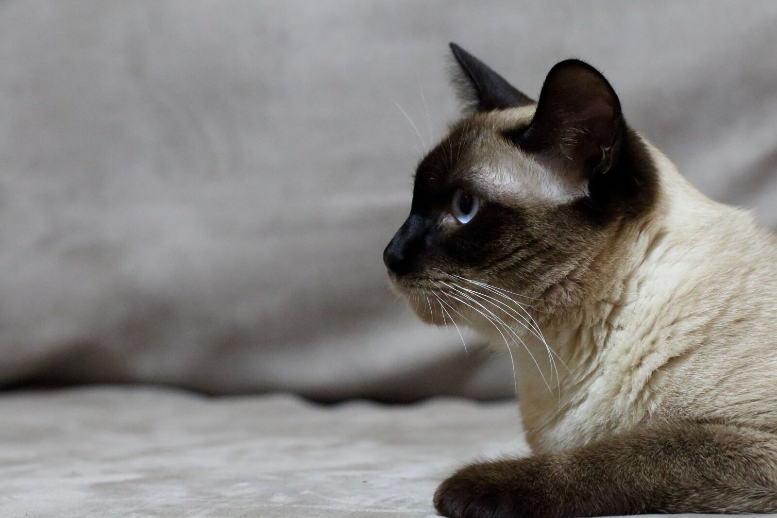 Canon EF 100mm F2.8L Macro IS USM sample photo. Cat, pets, siam photography