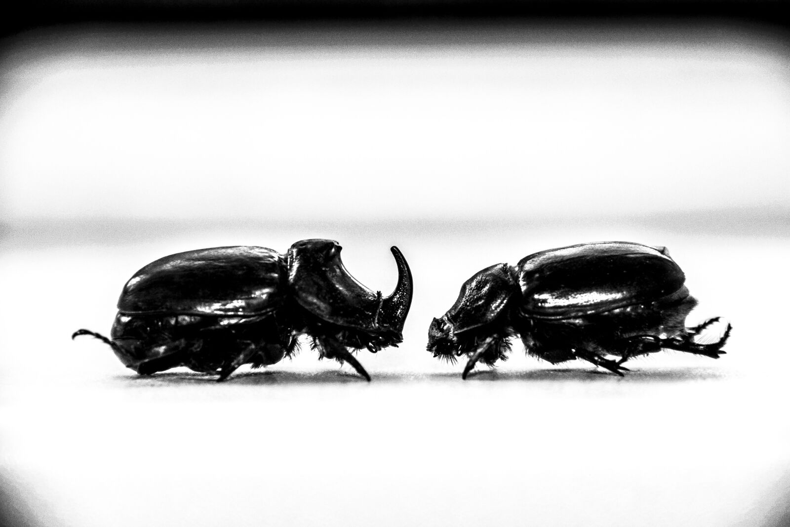 Canon EOS 650D (EOS Rebel T4i / EOS Kiss X6i) + Canon EF-S 18-135mm F3.5-5.6 IS sample photo. Beetle, rhino, insect photography