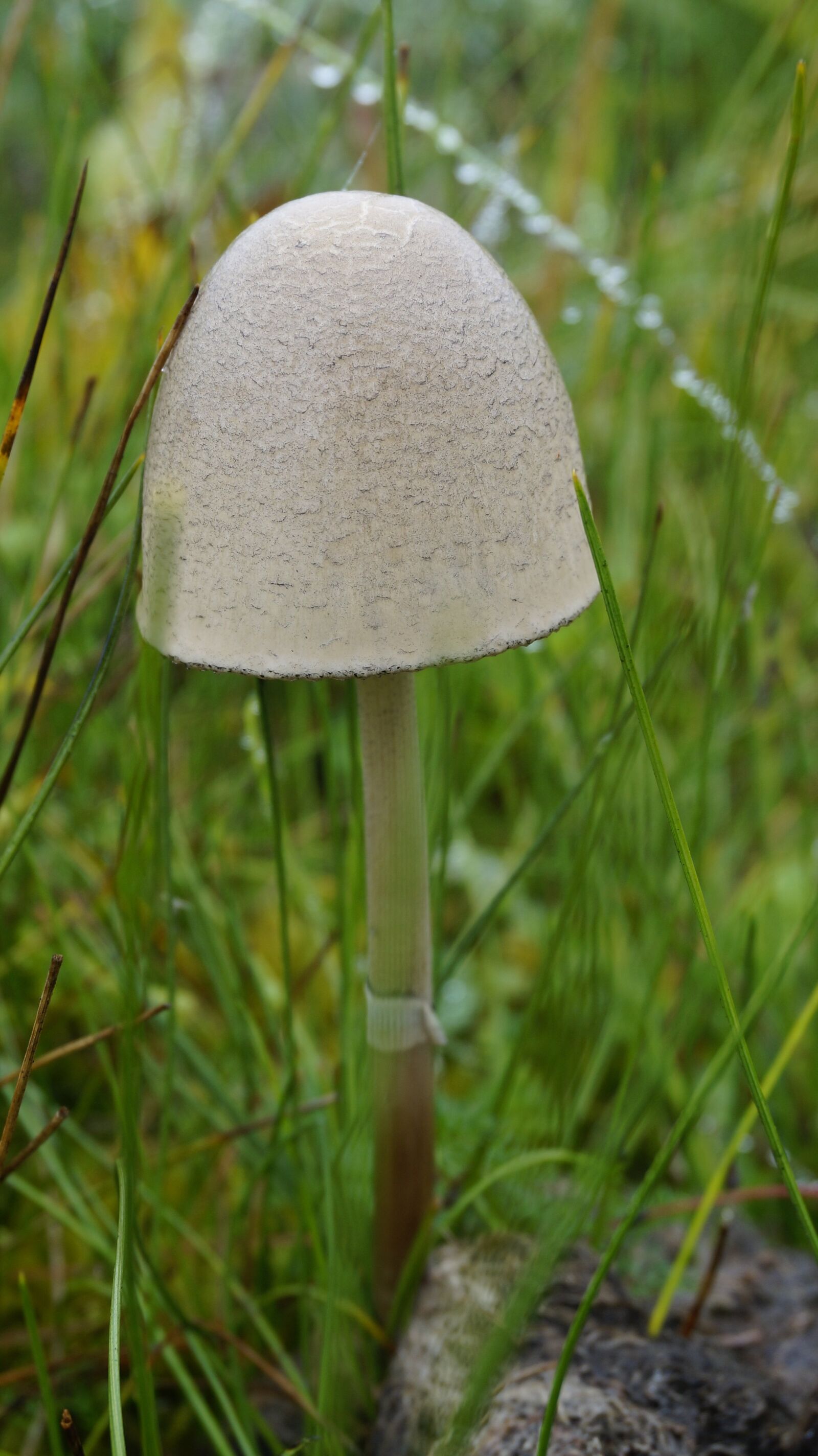 Sony Alpha NEX-3N sample photo. Mushroom, grassland, umbrella photography