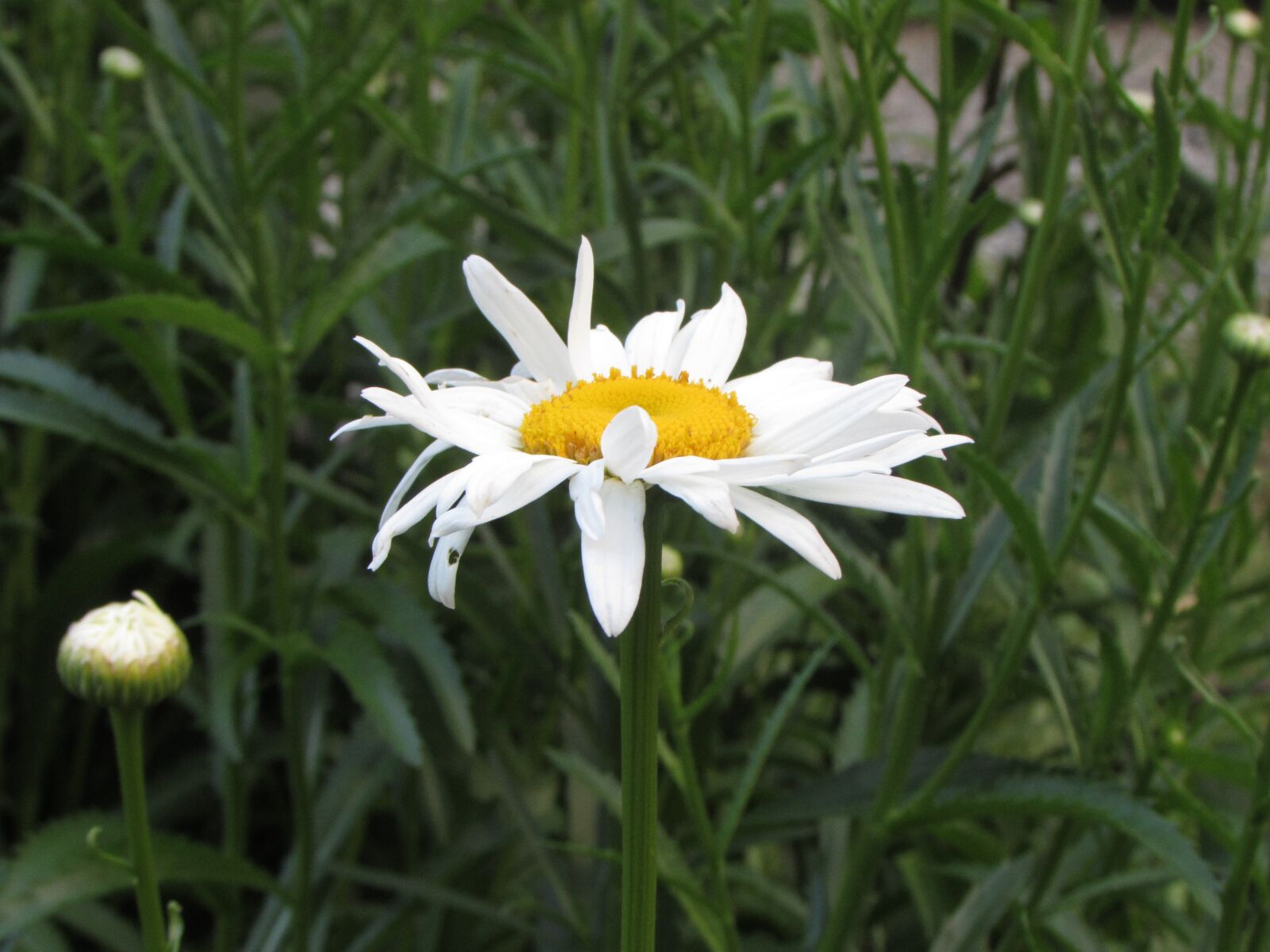 Canon PowerShot SX510 HS sample photo. White, daisy, flower photography
