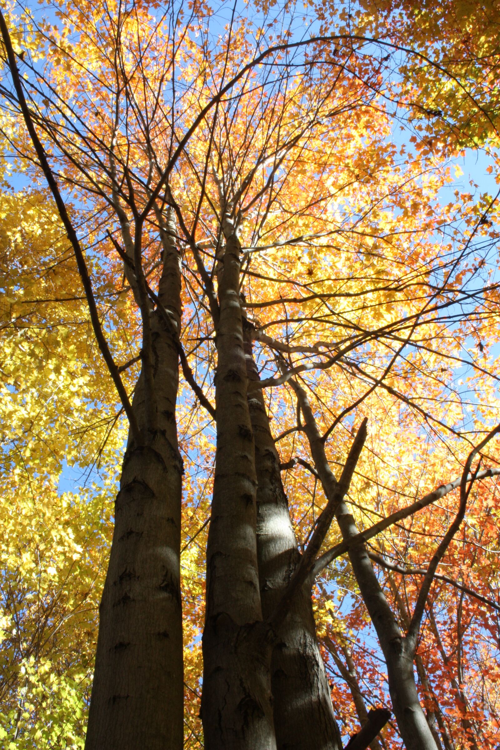 Canon EF-S 18-55mm F3.5-5.6 II sample photo. Autumn, countryside, trees photography
