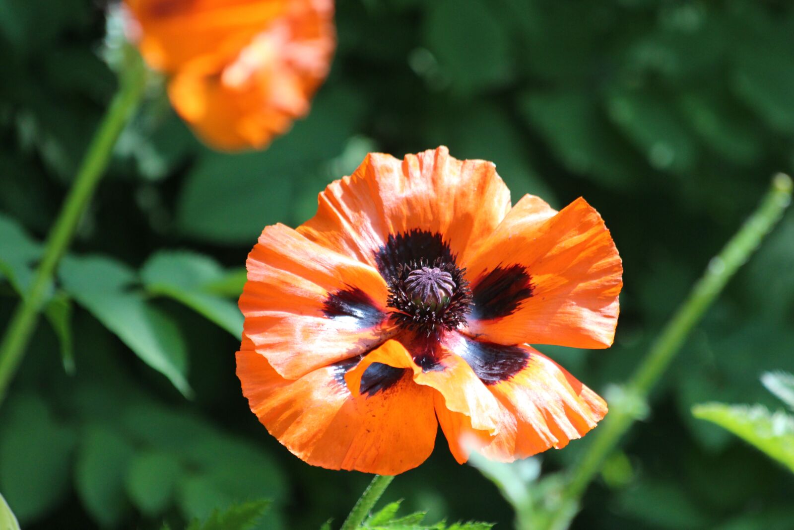 Canon EOS 650D (EOS Rebel T4i / EOS Kiss X6i) sample photo. Mack, red flower, red photography