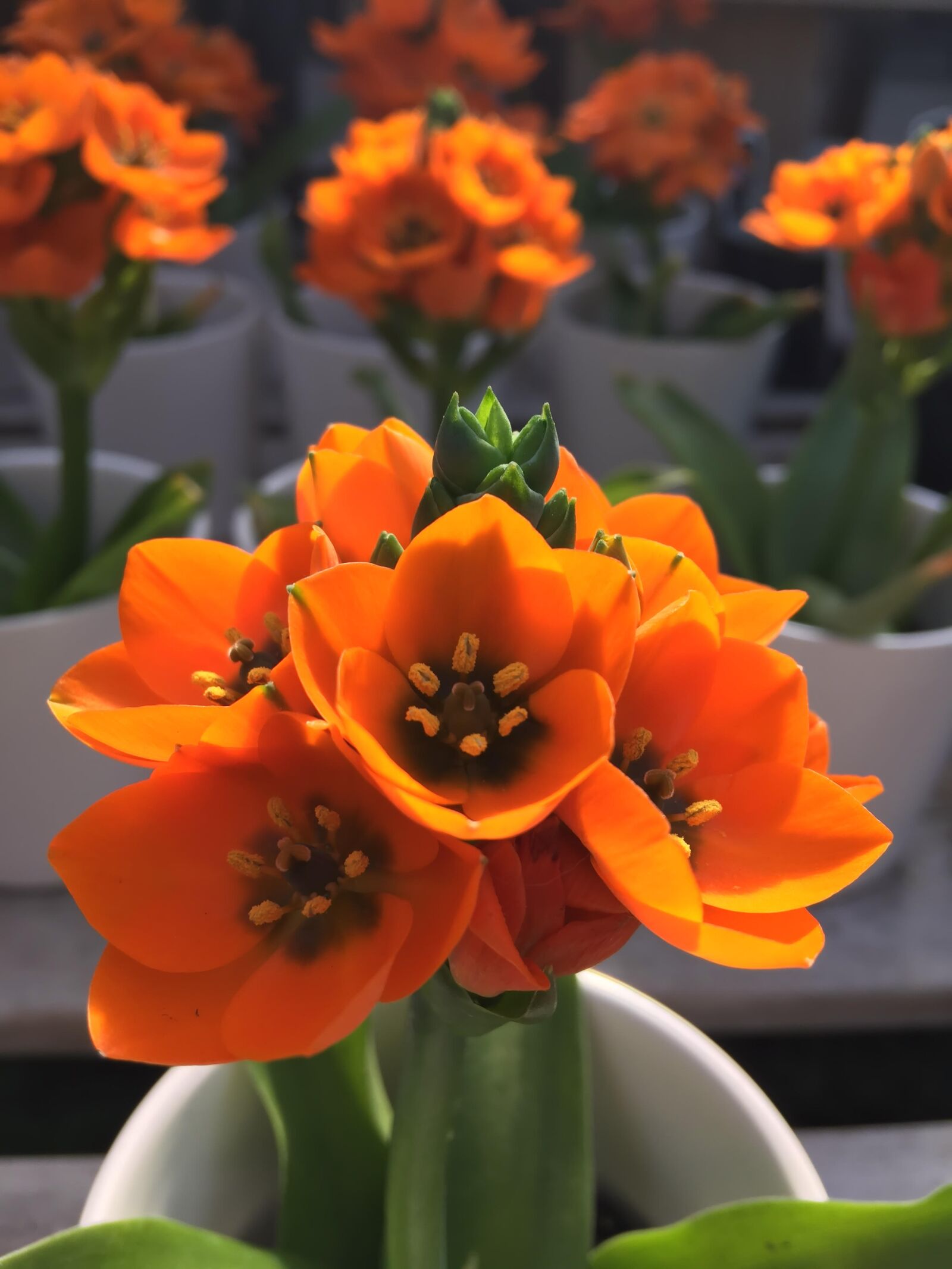 Apple iPhone SE sample photo. Flowers, orange, florist photography