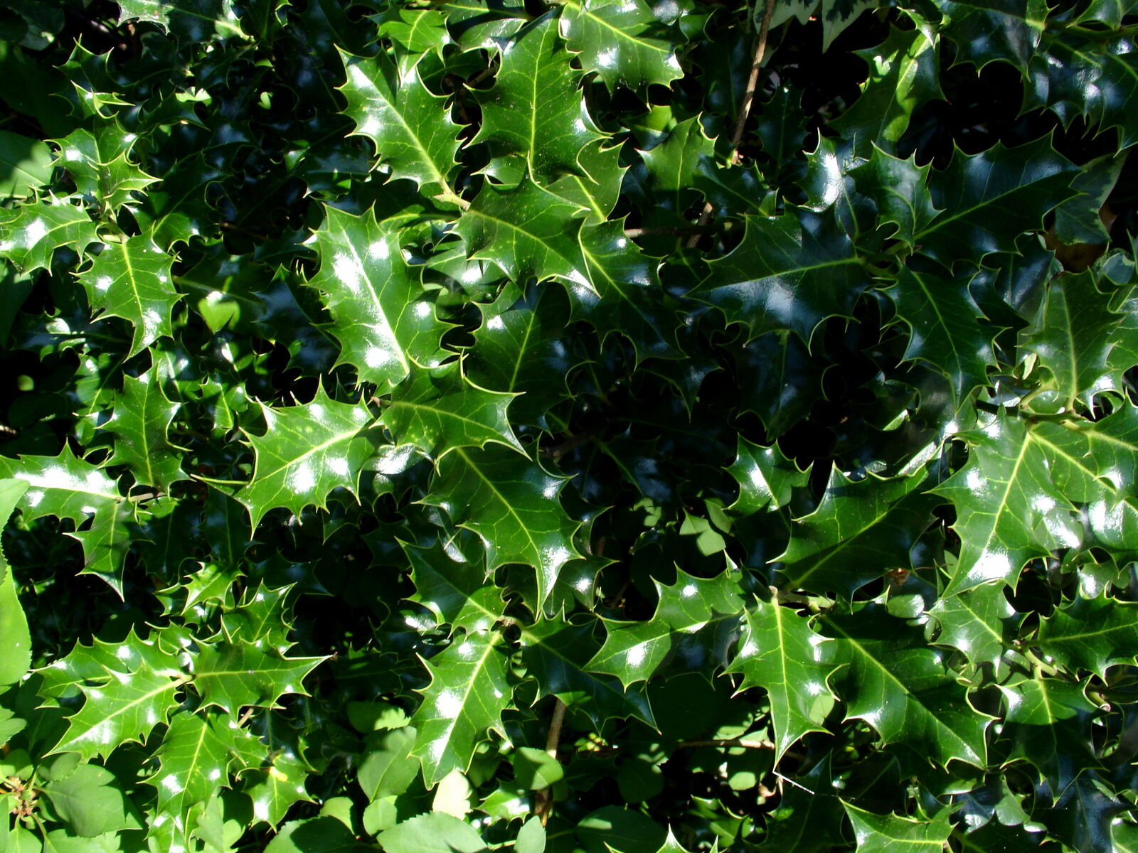 Sony DSC-V3 sample photo. Green, holly, nature, outdoor photography