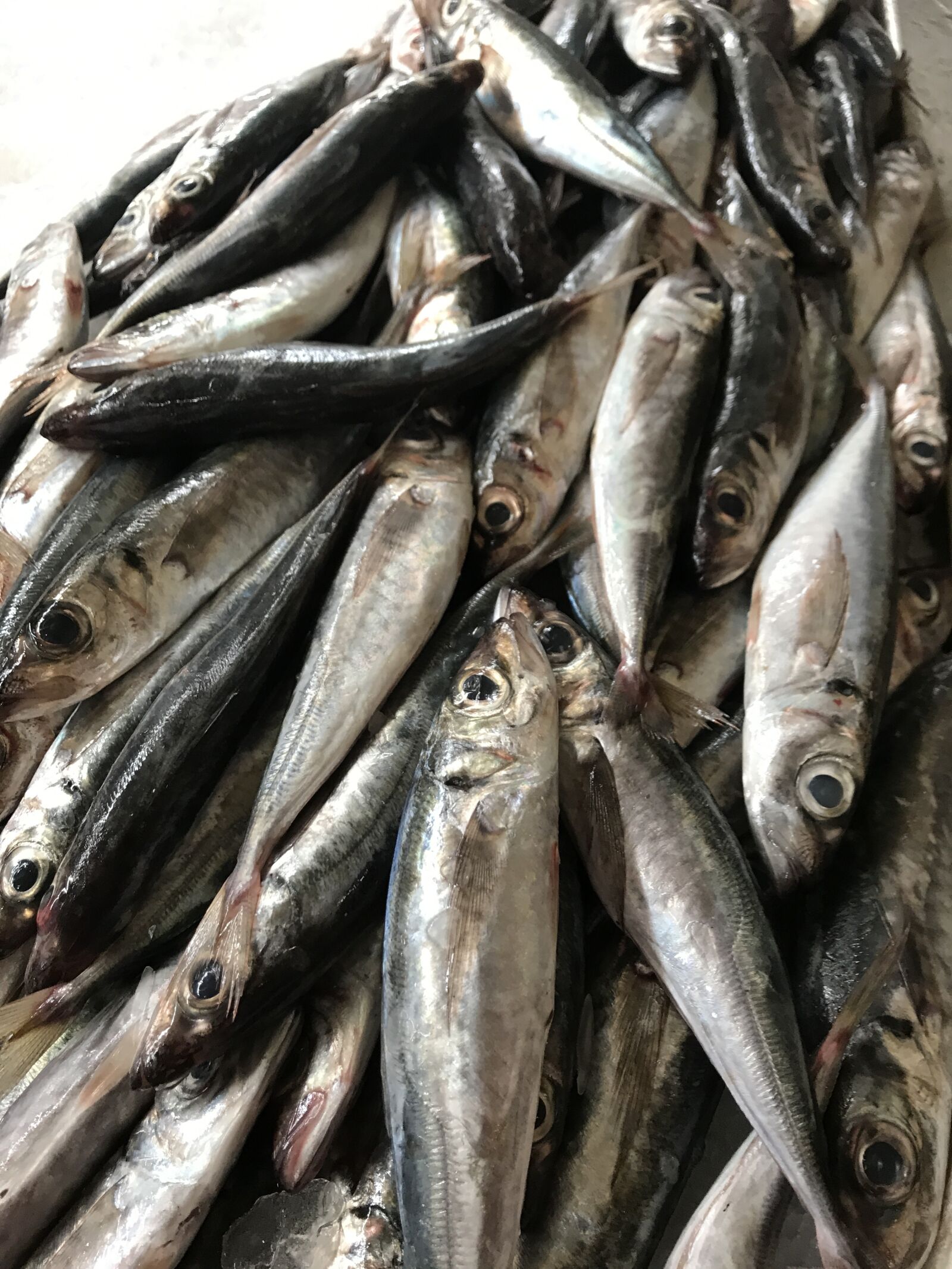 iPhone 7 back camera 3.99mm f/1.8 sample photo. Fish, market, s photography