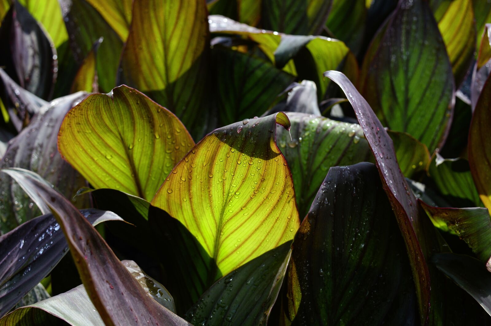 Nikon D3200 sample photo. Leaf, nature, plant photography