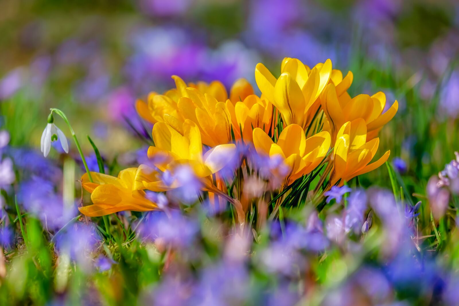 Fujifilm XF 55-200mm F3.5-4.8 R LM OIS sample photo. Crocus, flower, blossom photography