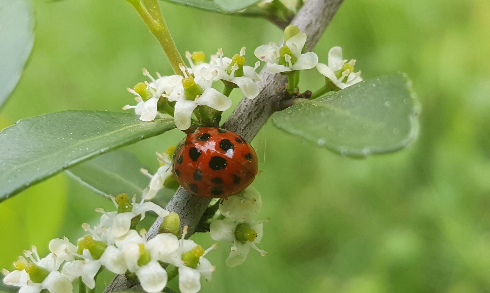 Samsung Galaxy Note5 sample photo. Ladybug, sprig, lady beetle photography