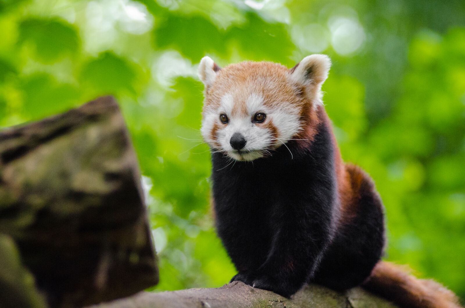 AF Zoom-Nikkor 80-200mm f/2.8 ED sample photo