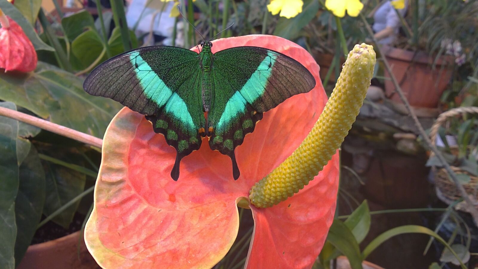 Sony Ericsson U5i sample photo. Butterfly, flower, handsomely photography