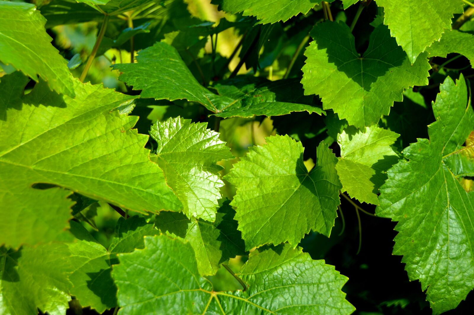 Nikon D3200 sample photo. Vine leaves, rebstock, grapes photography