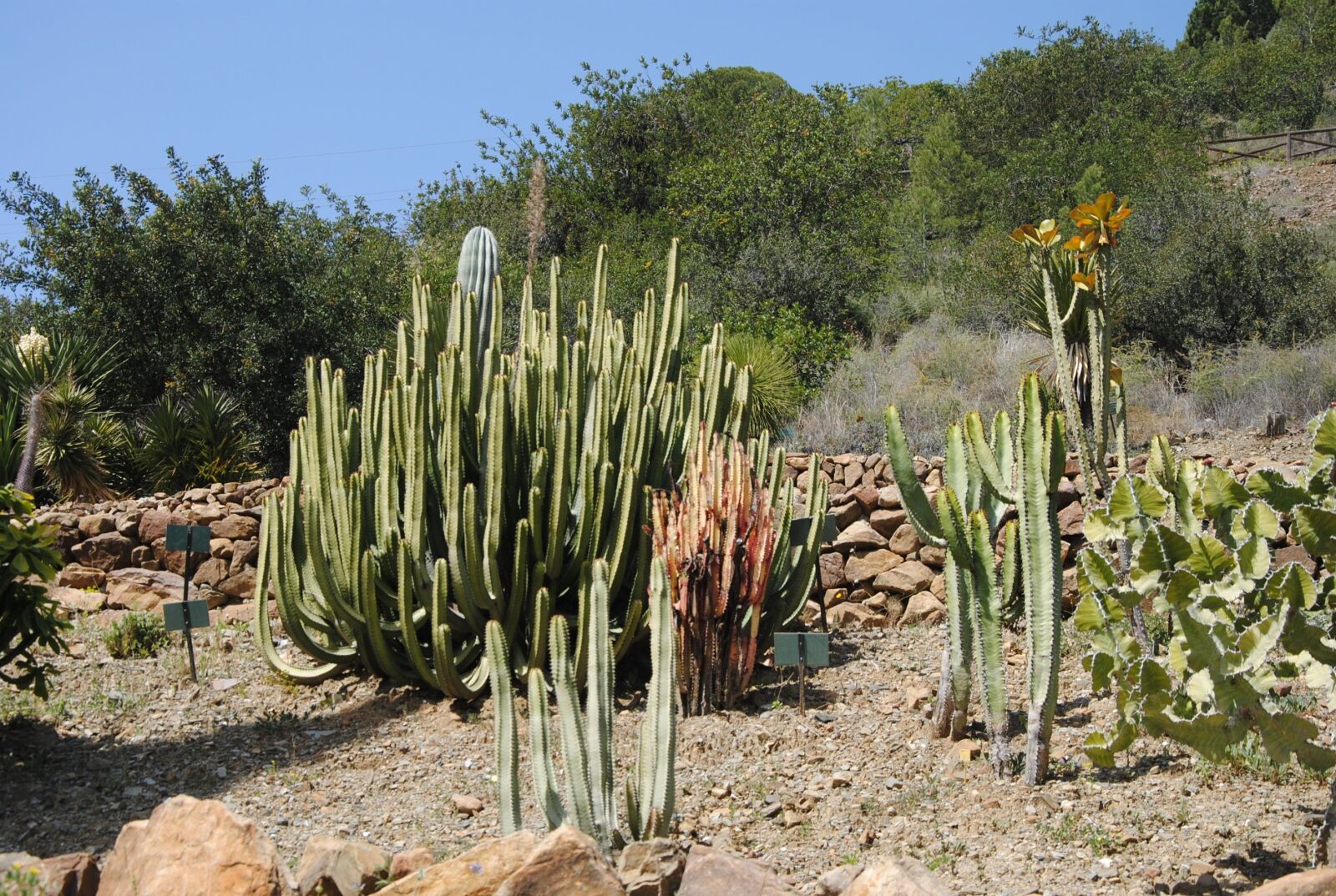Nikon D3000 sample photo. Cactus, resistant flowers, botany photography