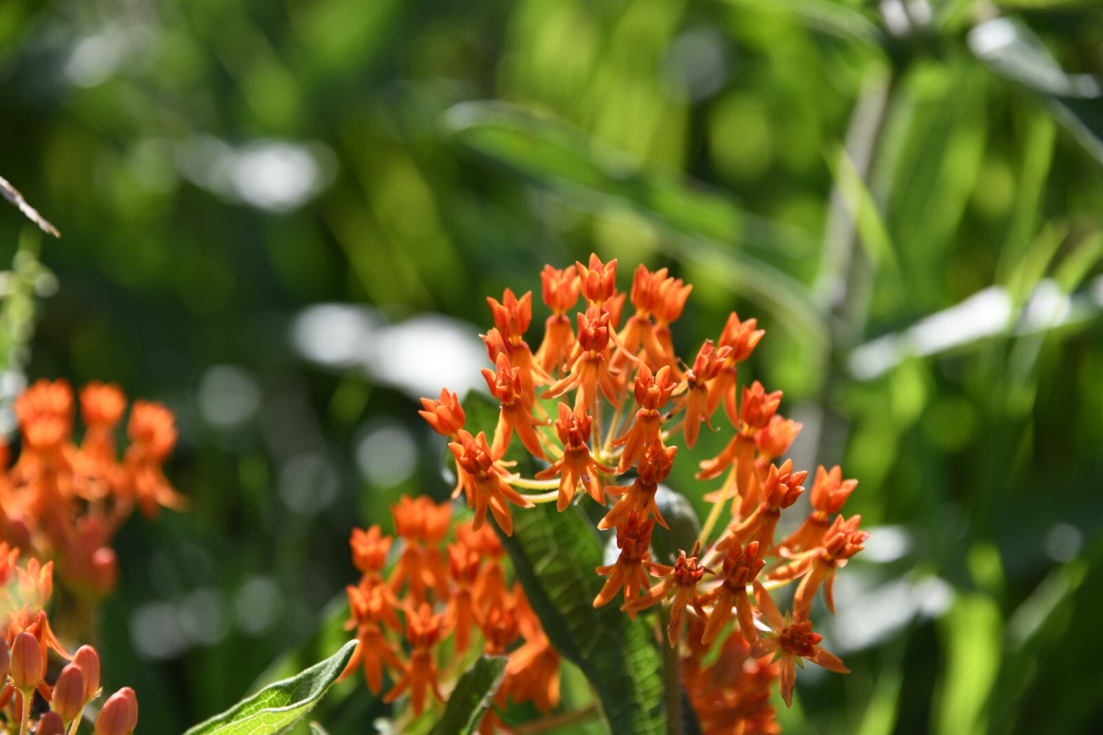 Nikon D850 sample photo. Butterfly weed, plant, flower photography