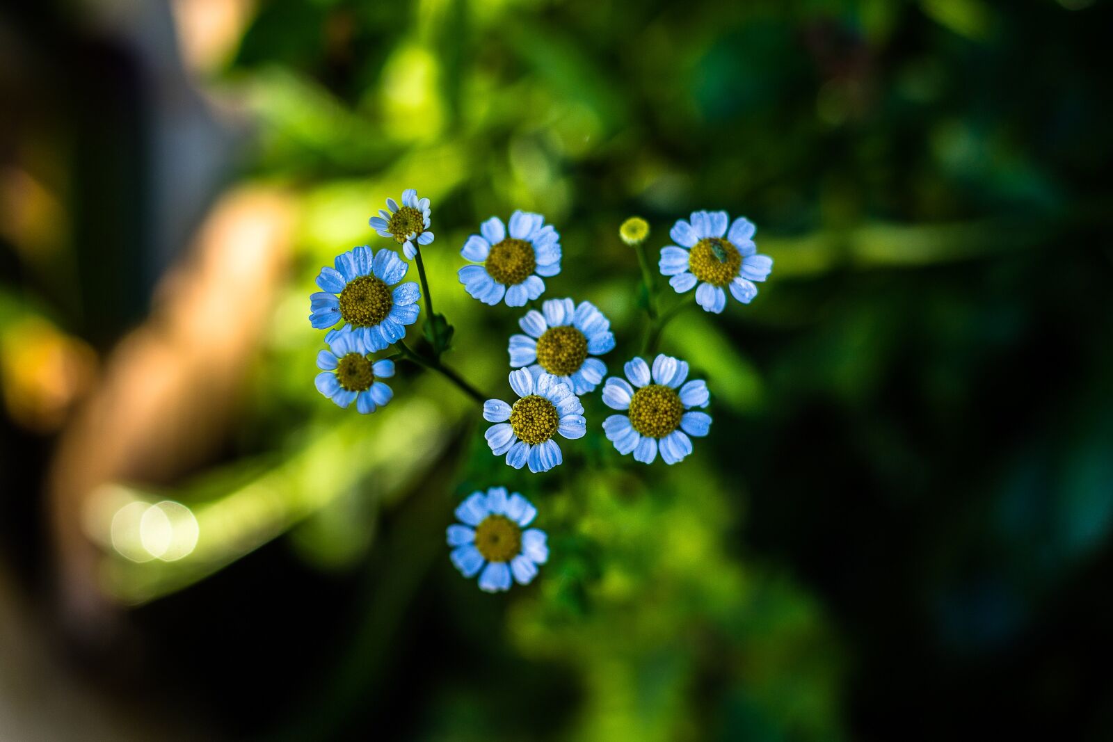 Nikon D3100 sample photo. Flower, blue, nature photography
