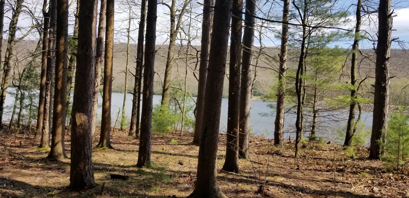 Samsung Galaxy S8 Active sample photo. Forest, trees, scenery photography