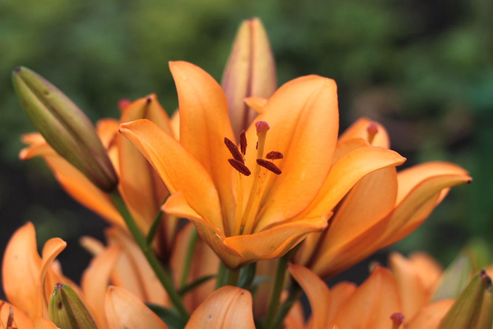Canon EOS 500D (EOS Rebel T1i / EOS Kiss X3) sample photo. Flower, orange, blossom photography