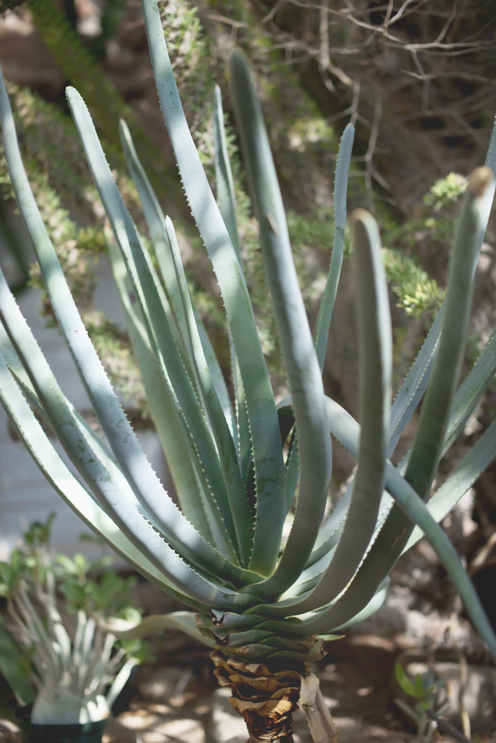 Nikon D800 sample photo. Succulents, green house, green photography