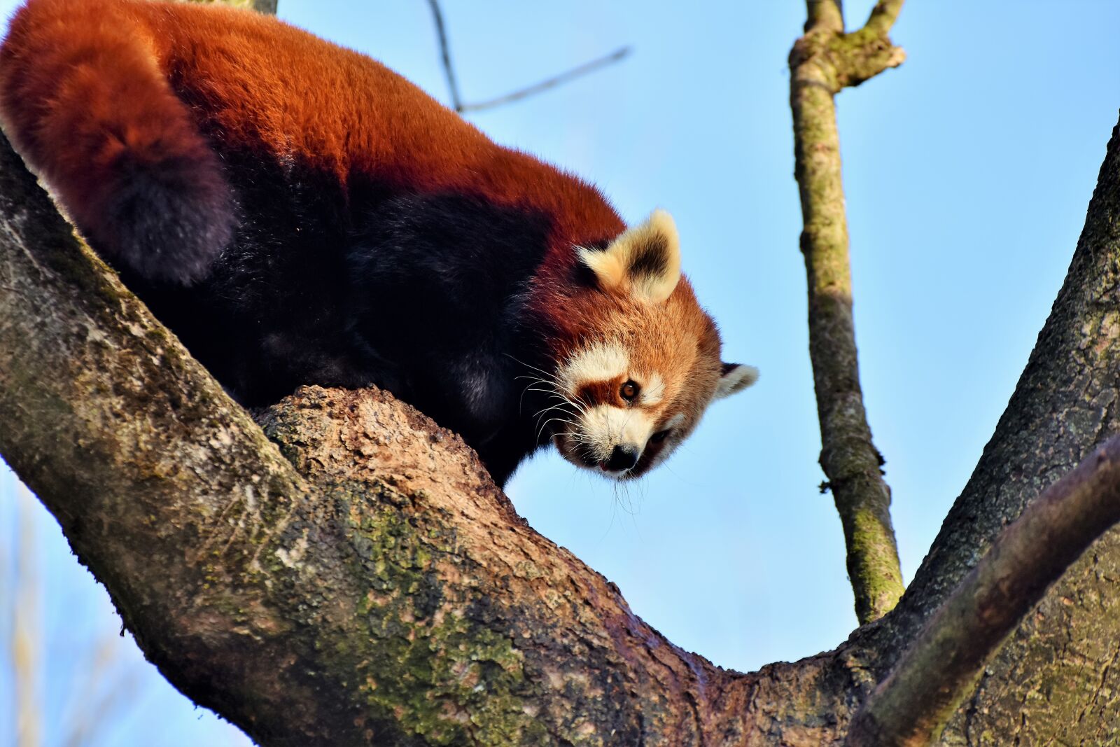 Nikon D7200 sample photo. Panda, panda bear, brown photography