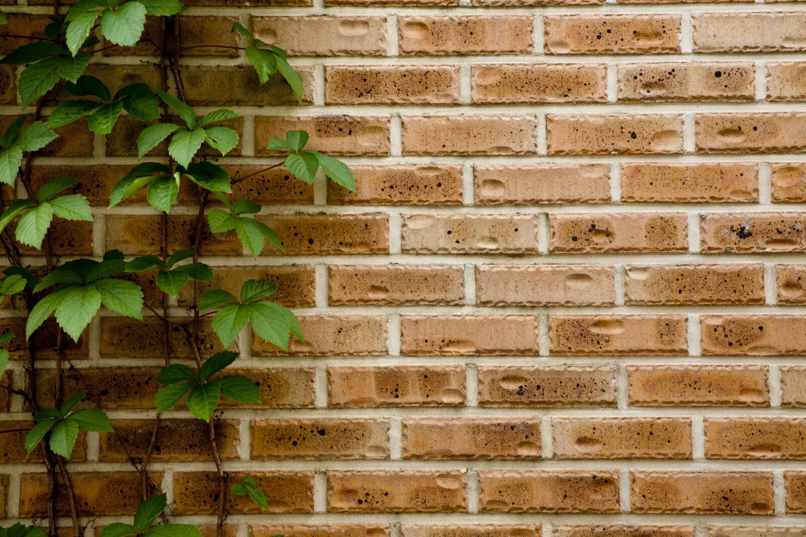 Canon EOS 5D sample photo. Wood, nature, plants photography