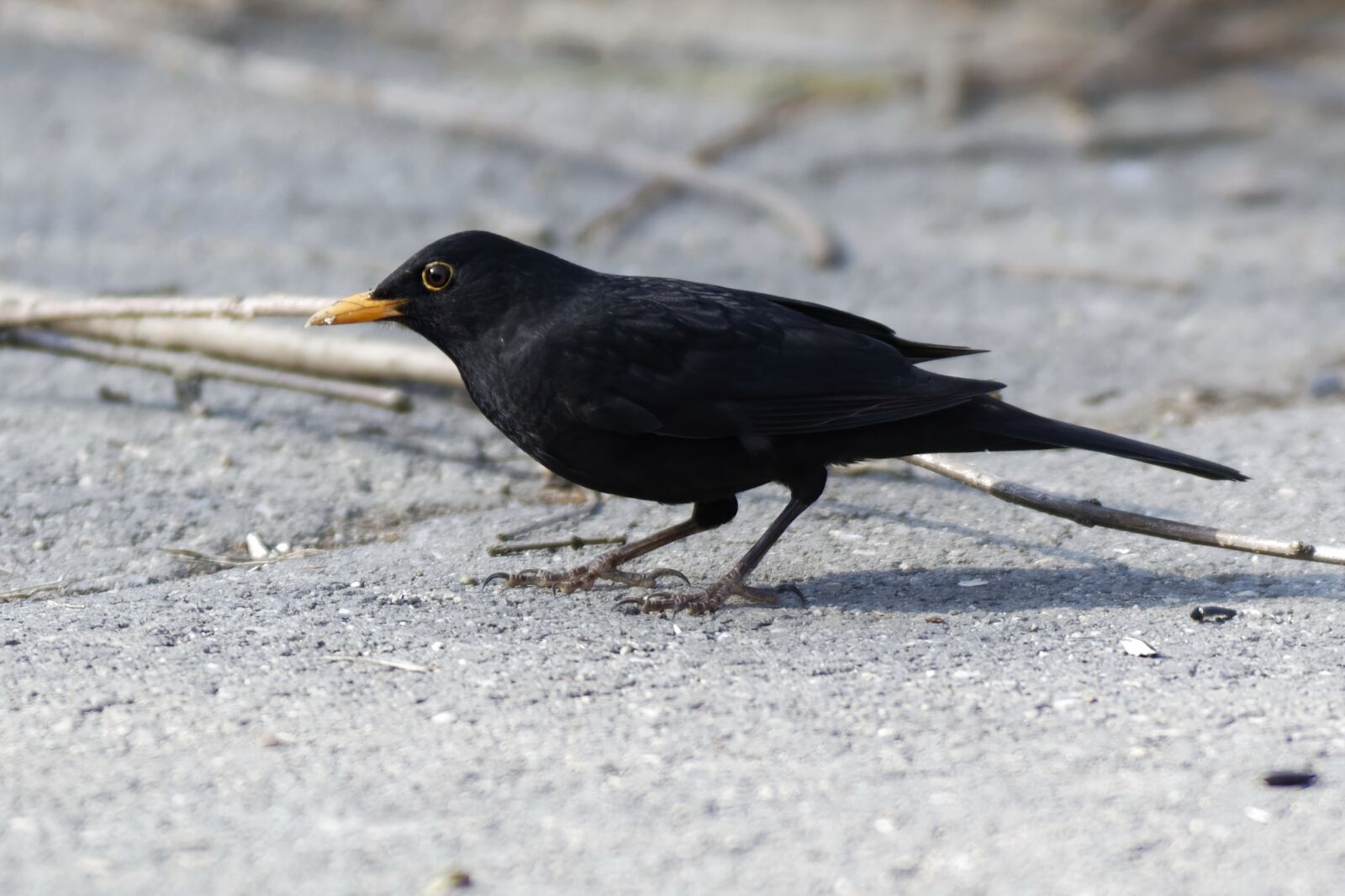 Nikon D5300 sample photo. Bird, small, black photography