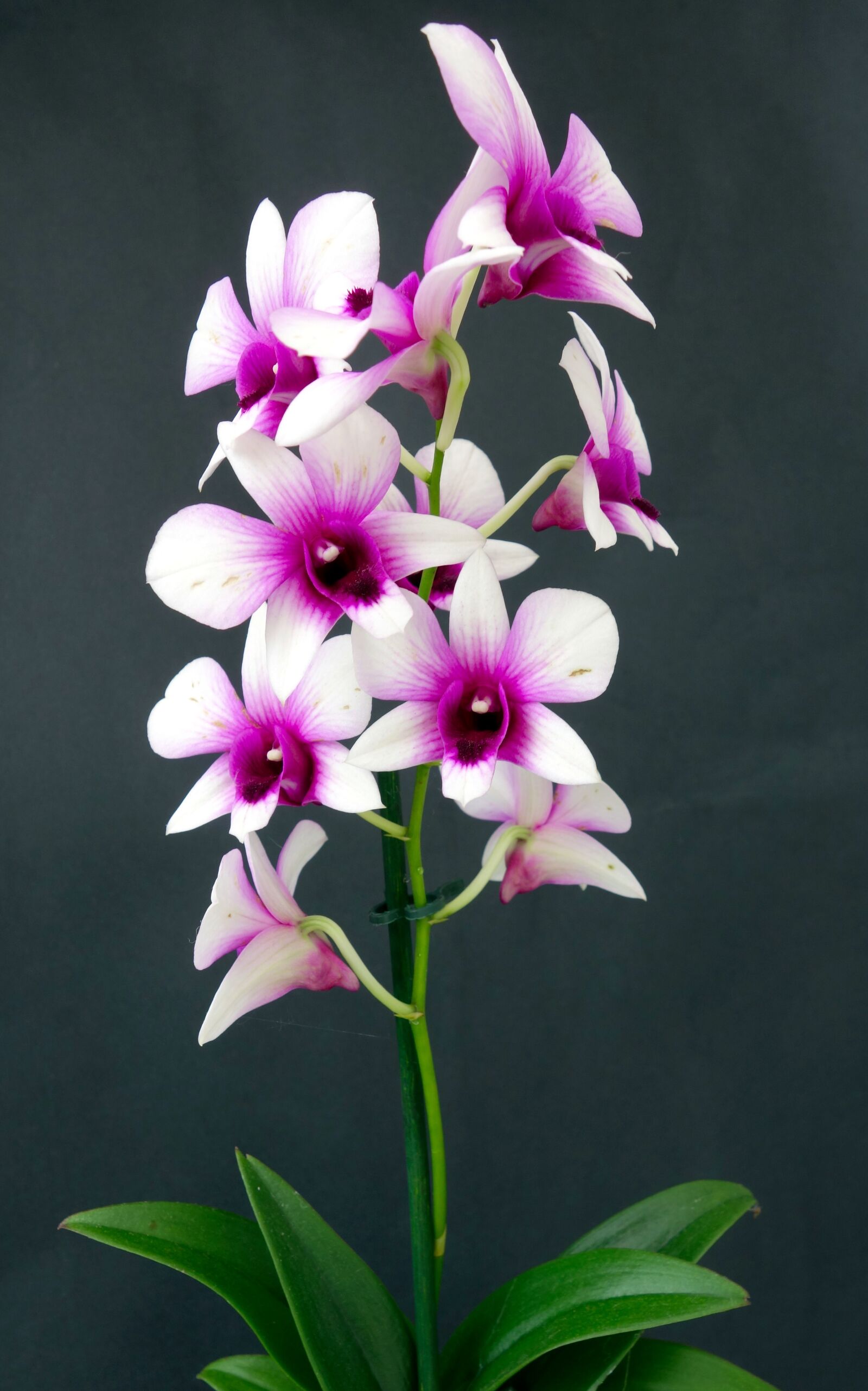 Sony Cyber-shot DSC-RX100 sample photo. Orchid, flower, blossom photography