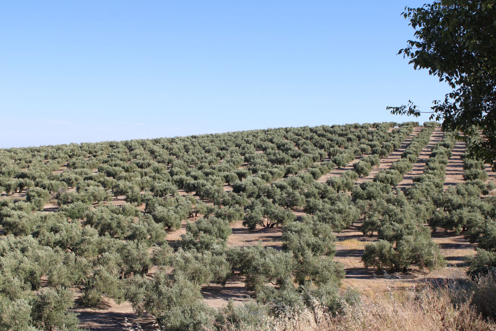 Canon EOS 2000D (EOS Rebel T7 / EOS Kiss X90 / EOS 1500D) sample photo. Olive groves, olive trees photography