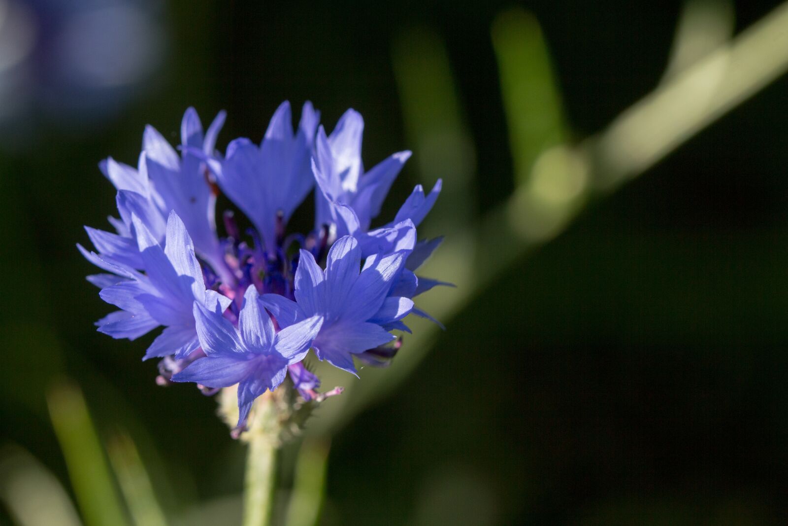 Canon EOS 60D sample photo. Cornflower, blossom, bloom photography