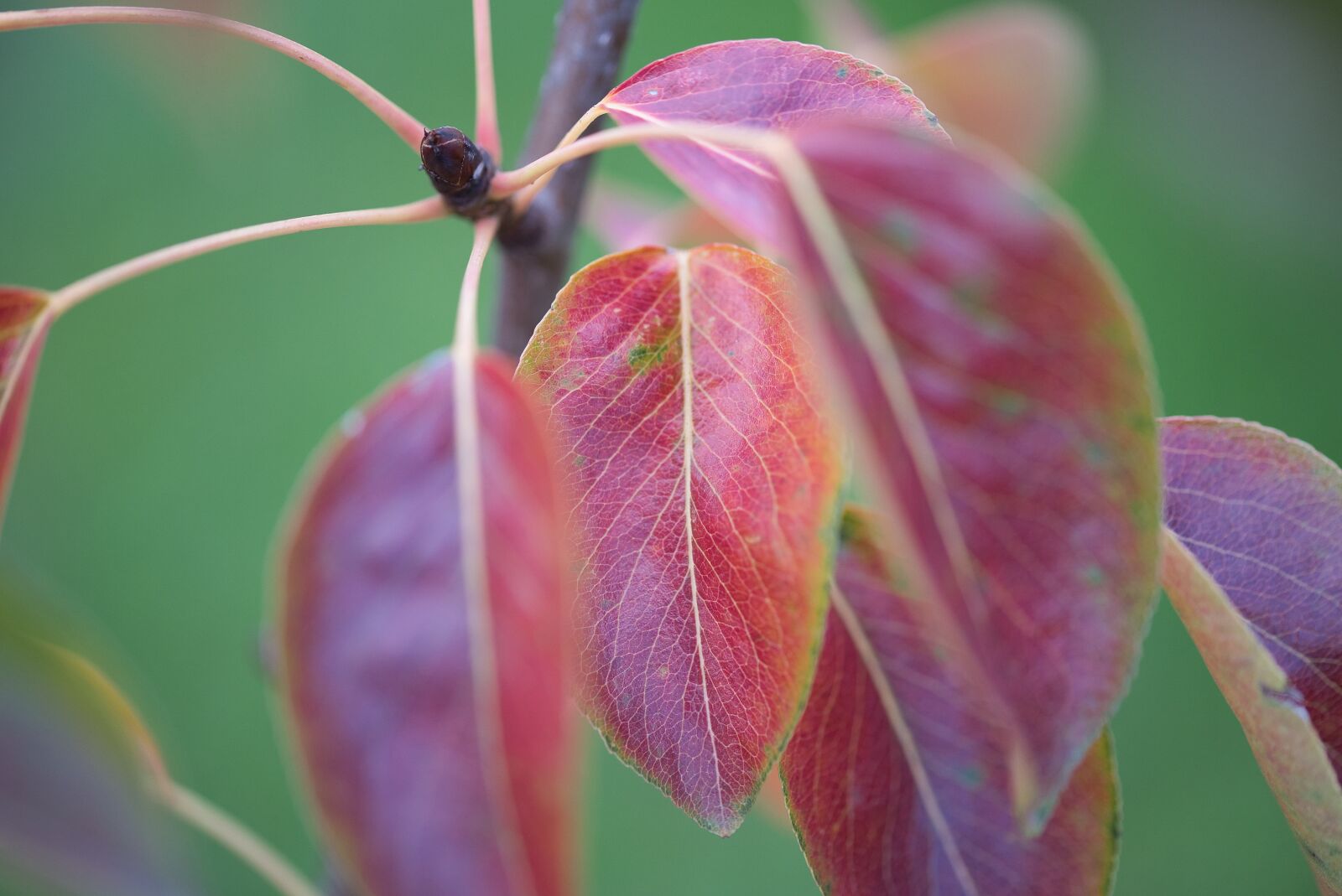 Nikon D750 sample photo. Leaves, veins, pear tree photography