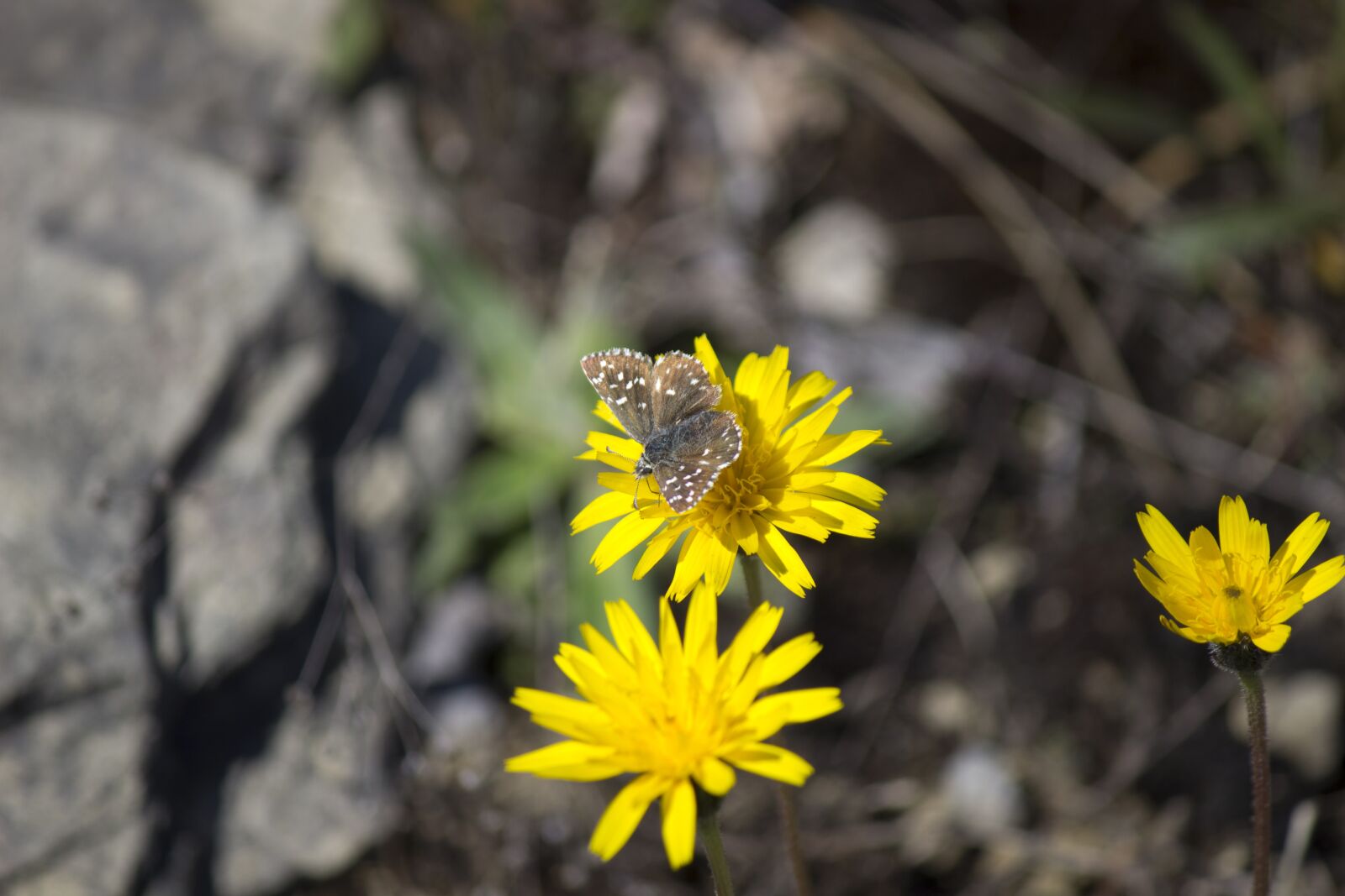 Canon EF-S 55-250mm F4-5.6 IS II sample photo. Nature, flower, butterfly photography