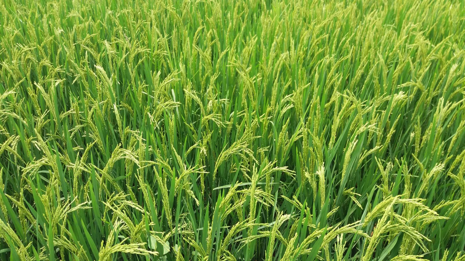 Samsung Galaxy J5 sample photo. Growth, field, grass photography