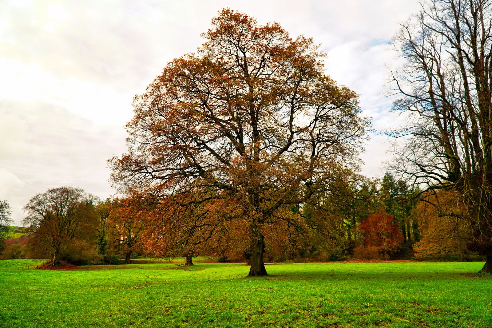 Sony a6300 sample photo. Autumn, tree, trees photography