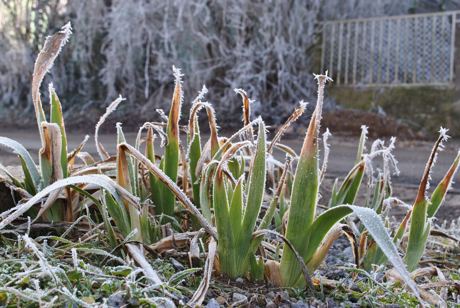 Nikon D3000 sample photo. Nature, frost, winter photography