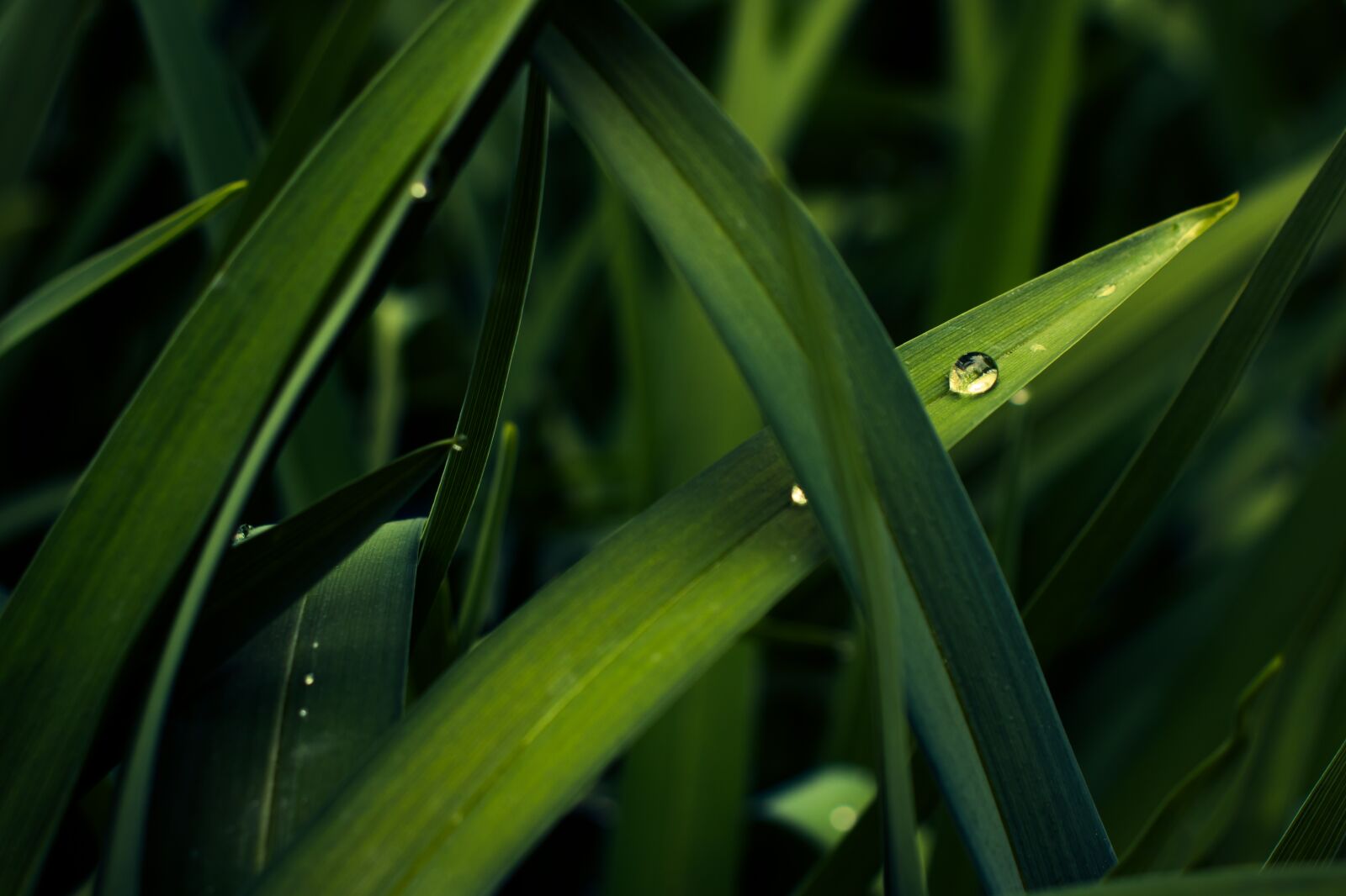 Canon EOS 800D (EOS Rebel T7i / EOS Kiss X9i) sample photo. Leaf, dew, trickle photography