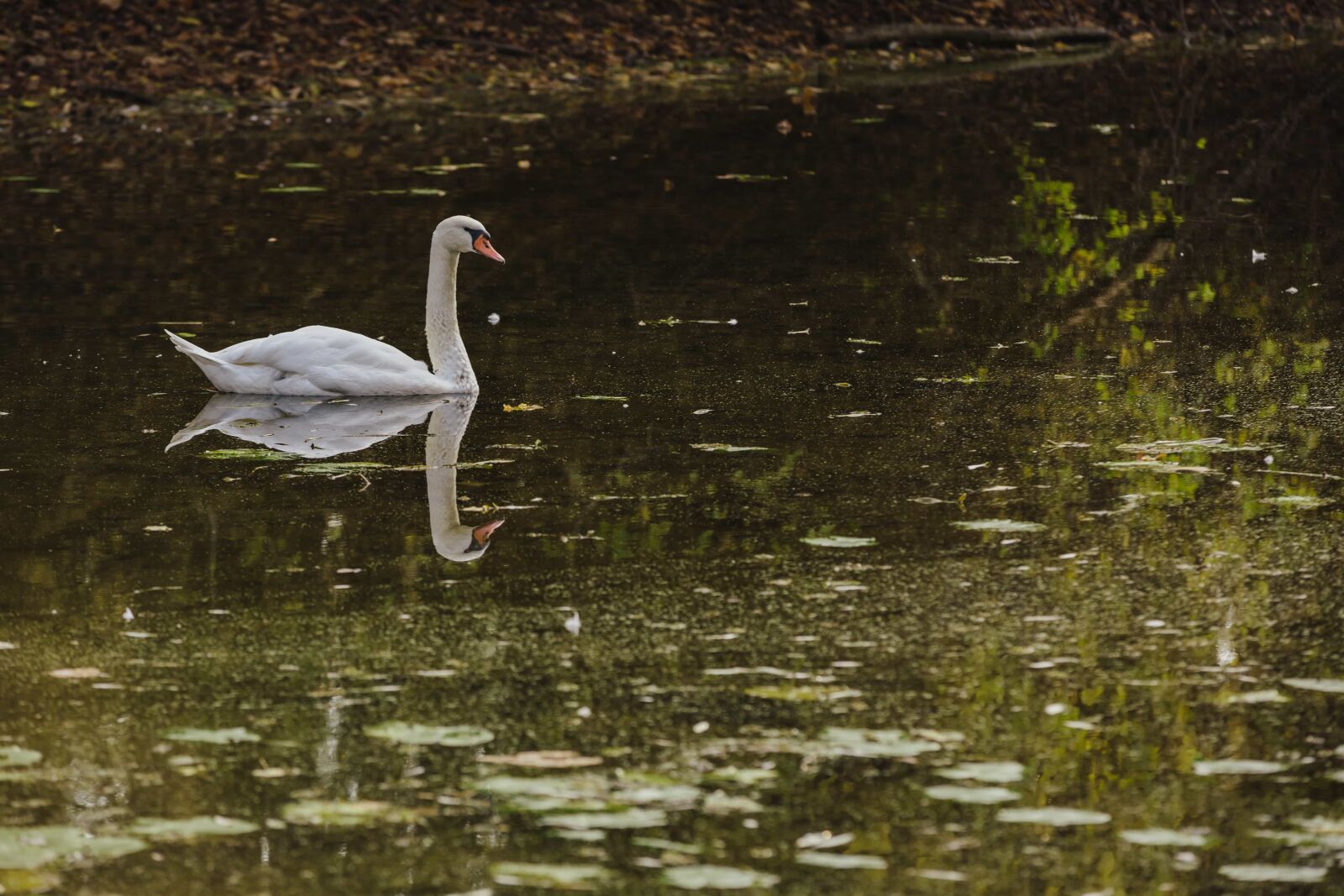 Canon EOS 5D Mark III sample photo. Swan, wading bird, wild photography